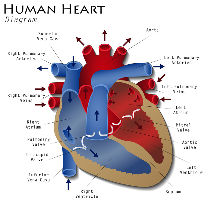 心臓についての事実
